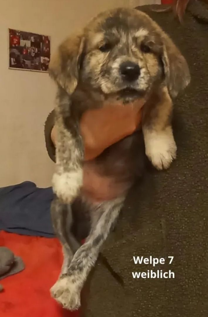 Maremanno-Mix-Welpen Maremanno-Mix-Welpen