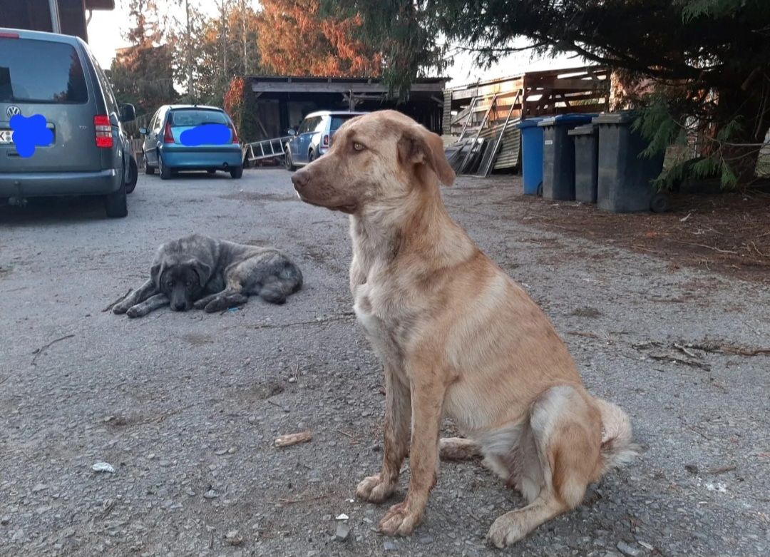 Maremanno-Mix-Welpen Maremanno-Mix-Welpen