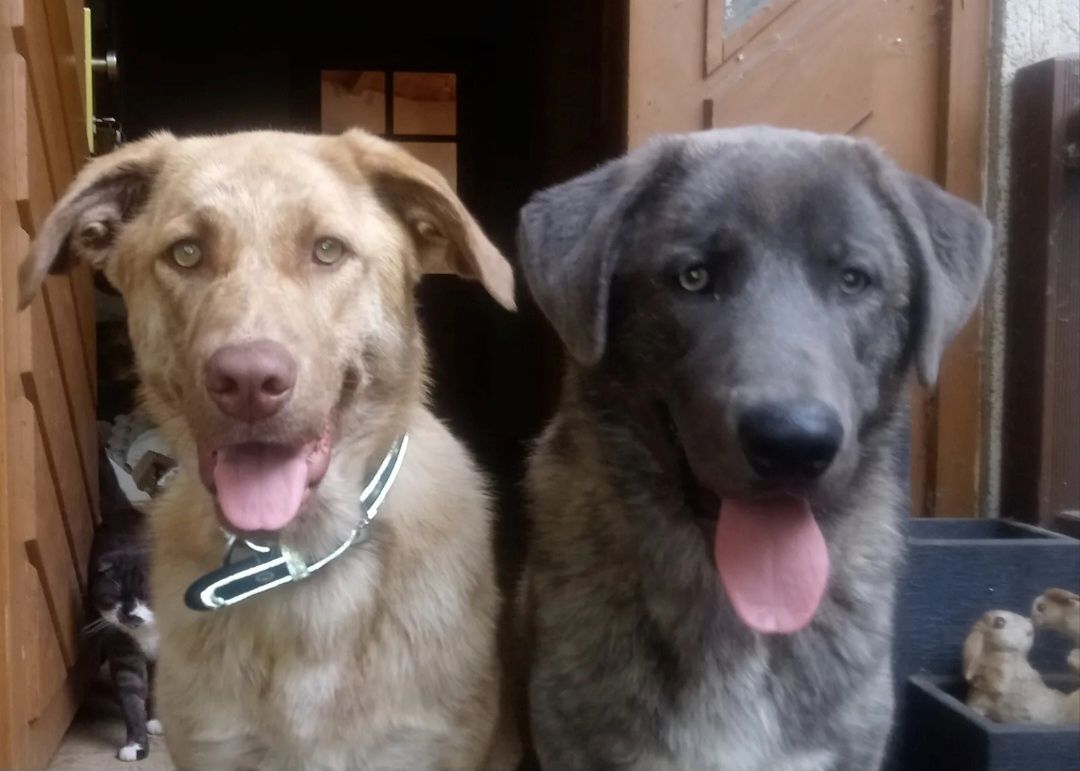 Maremanno-Mix-Welpen Maremanno-Mix-Welpen