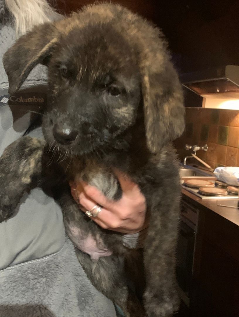 Maremanno-Mix-Welpen Maremanno-Mix-Welpen