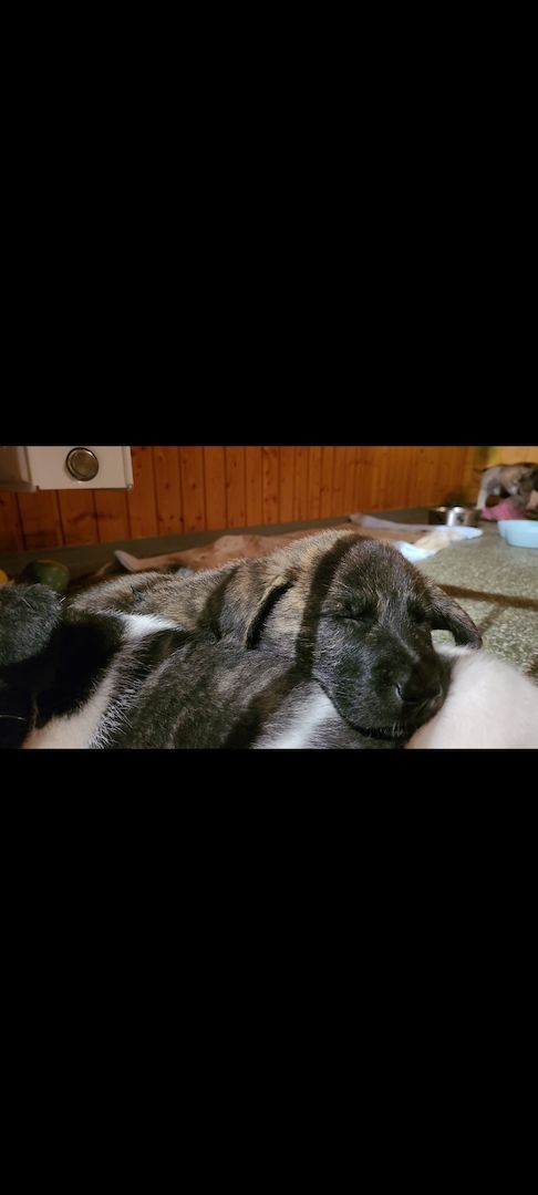 Maremanno-Mix-Welpen Maremanno-Mix-Welpen