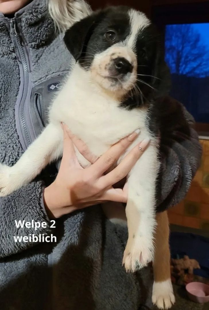 Maremanno-Mix-Welpen Maremanno-Mix-Welpen