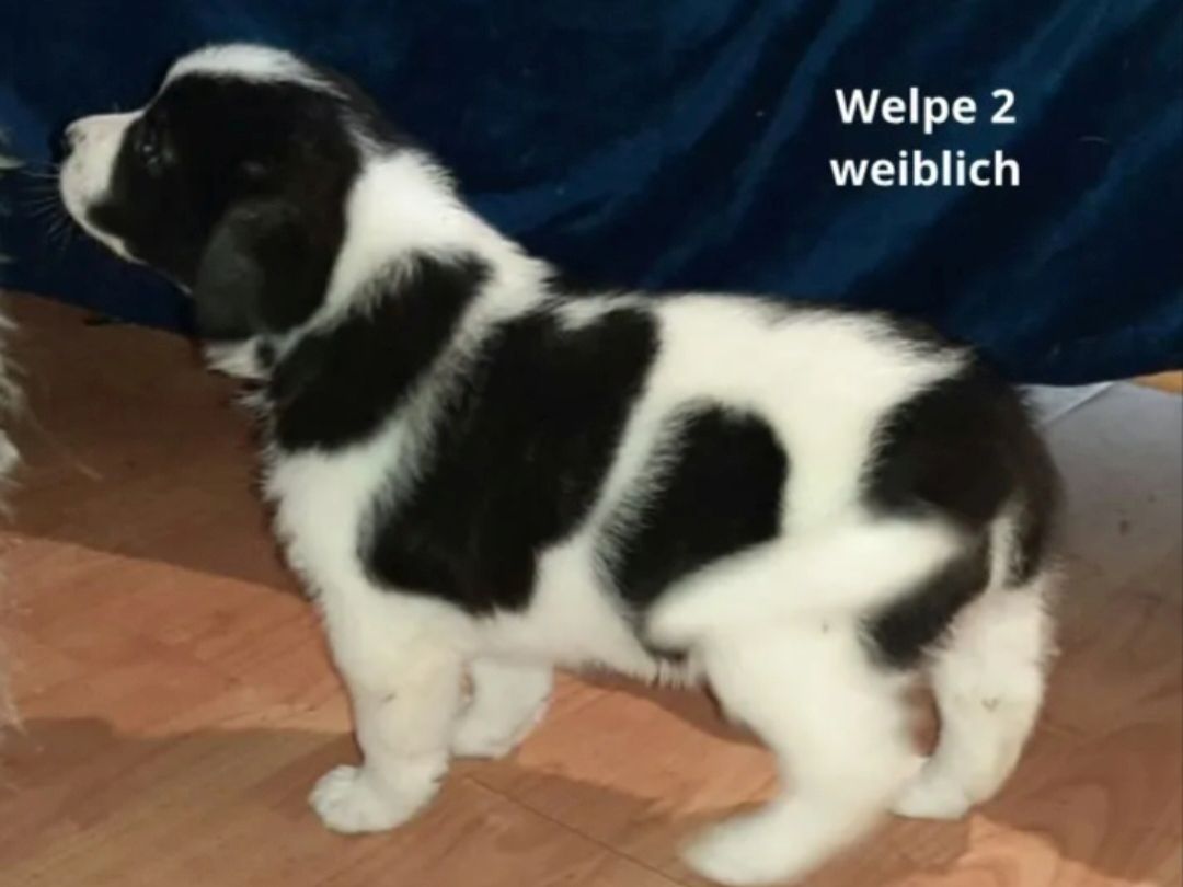 Maremanno-Mix-Welpen Maremanno-Mix-Welpen