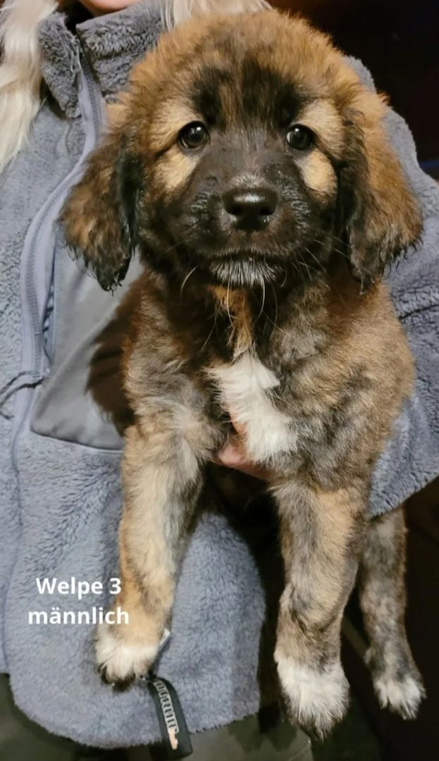 Maremanno-Mix-Welpen Maremanno-Mix-Welpen