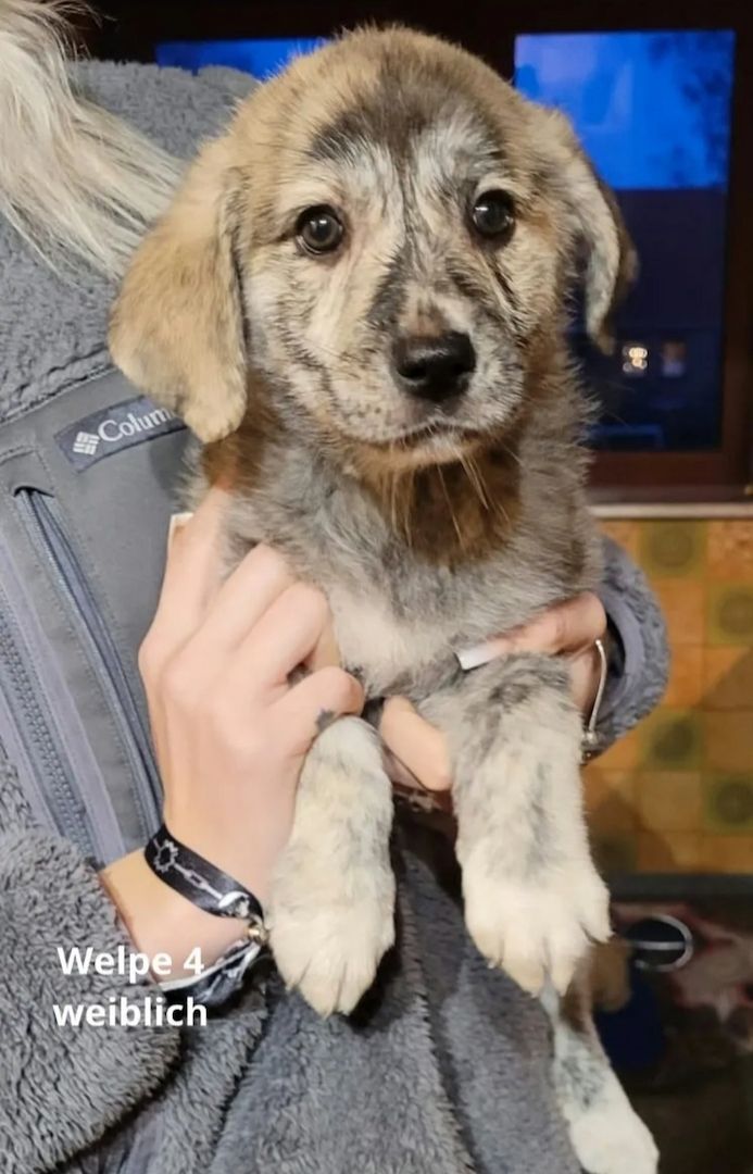 Maremanno-Mix-Welpen Maremanno-Mix-Welpen