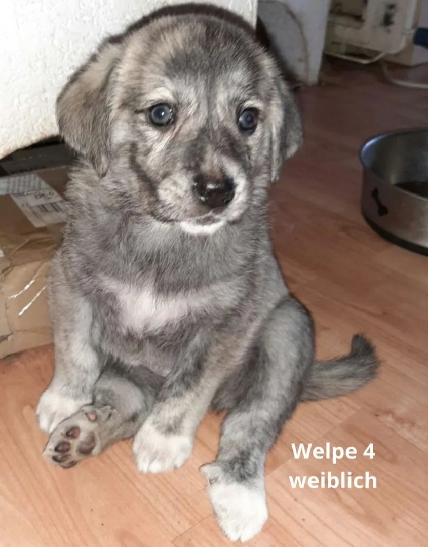 Maremanno-Mix-Welpen Maremanno-Mix-Welpen