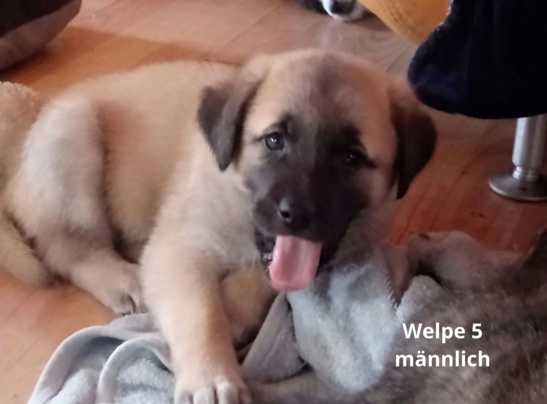 Maremanno-Mix-Welpen Maremanno-Mix-Welpen