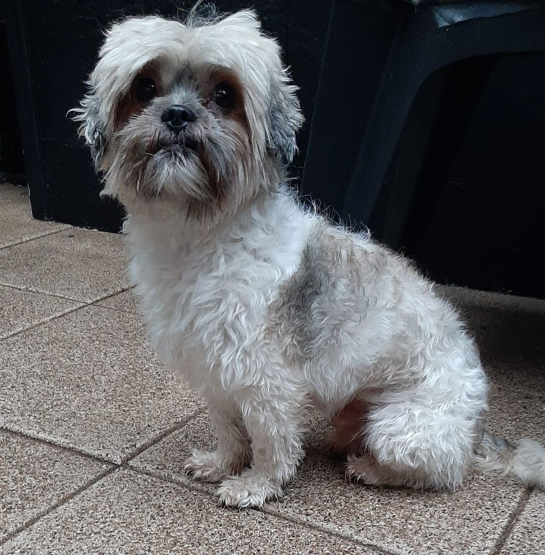 Shih-tzu rüde huhnde⁹ Shih-tzu rüde huhnde⁹