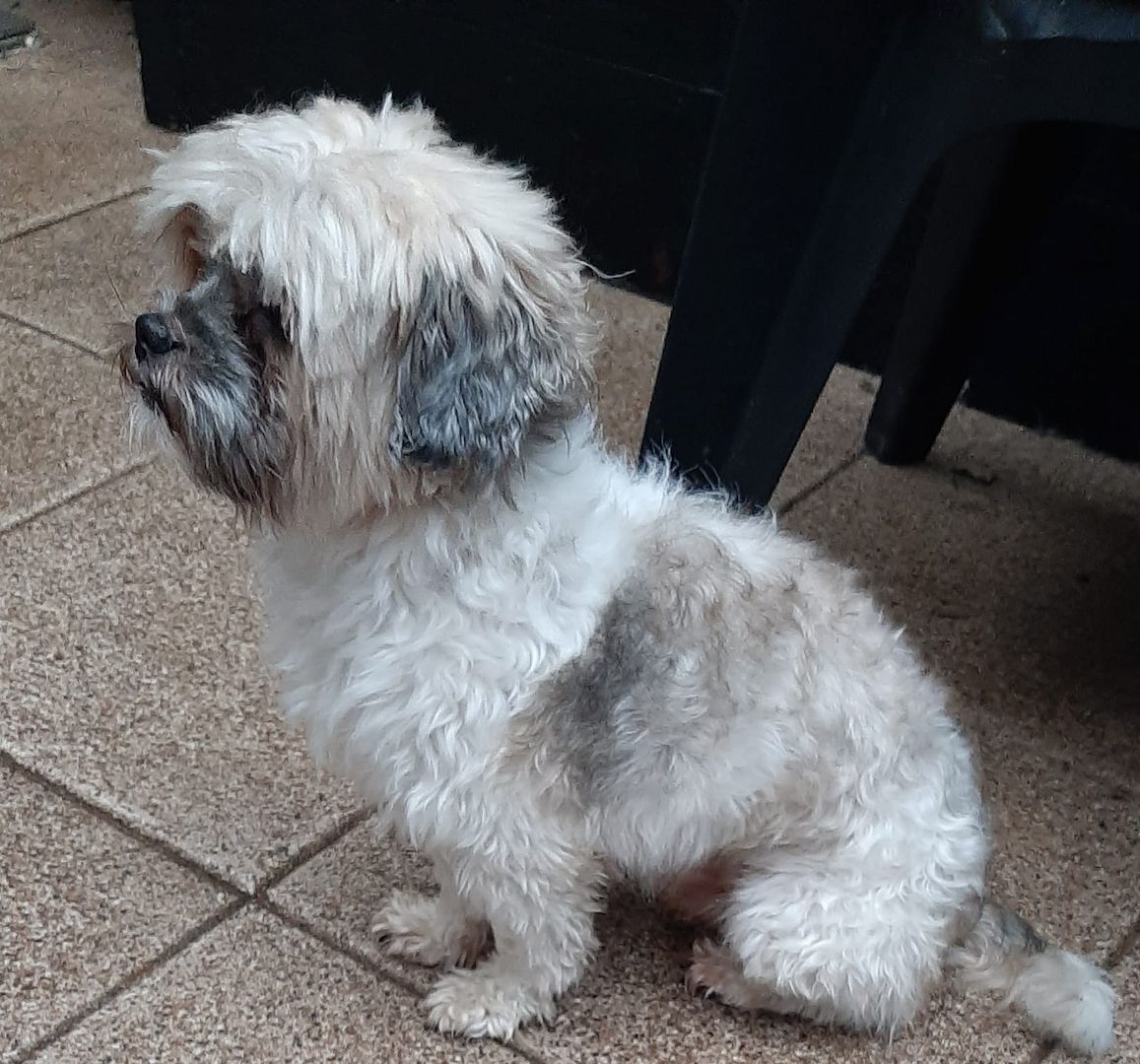 Shih-tzu rüde huhnde⁹ Shih-tzu rüde huhnde⁹