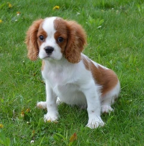 wunderbare männliche und weibliche cavalier king charles welpen