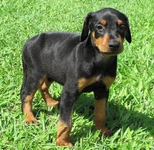 Schöne Dobermann Pinscher Welpen zu verkaufen Schöne Dobermann Pinscher Welpen zu verkaufen