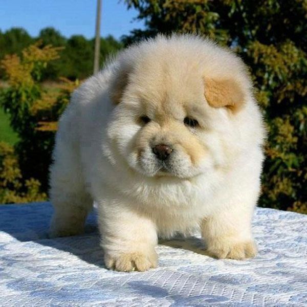Charmante Chow-Chow-Welpen Charmante Chow-Chow-Welpen