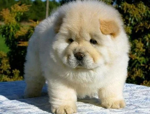 Charmante Chow-Chow-Welpen