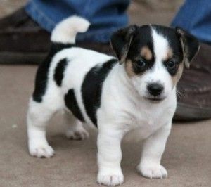 Sehr verspielte Jack Russell Terrier Welpen zu verkaufen Sehr verspielte Jack Russell Terrier Welpen zu verkaufen