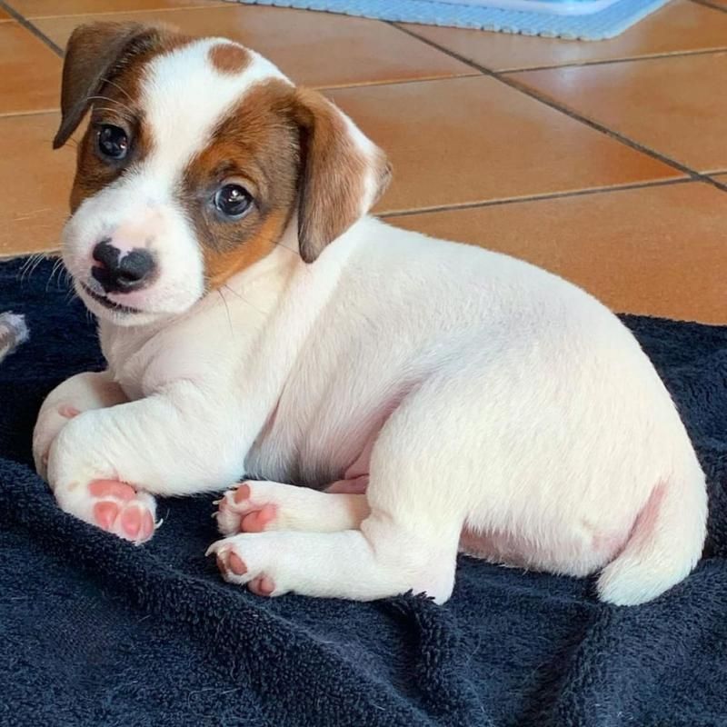 Sehr verspielte Jack Russell Terrier Welpen zu verkaufen Sehr verspielte Jack Russell Terrier Welpen zu verkaufen