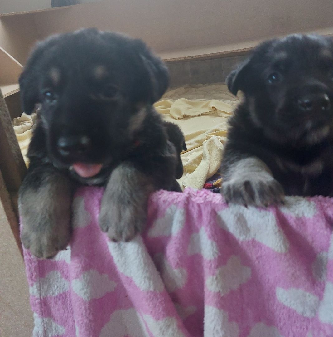 Schäferhund Welpen (Osteuropäisch)