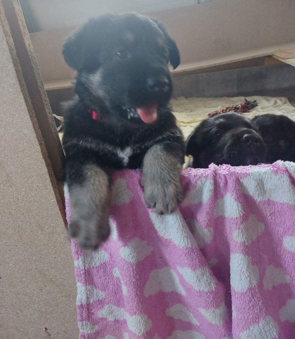 Schäferhund Welpen (Osteuropäisch)