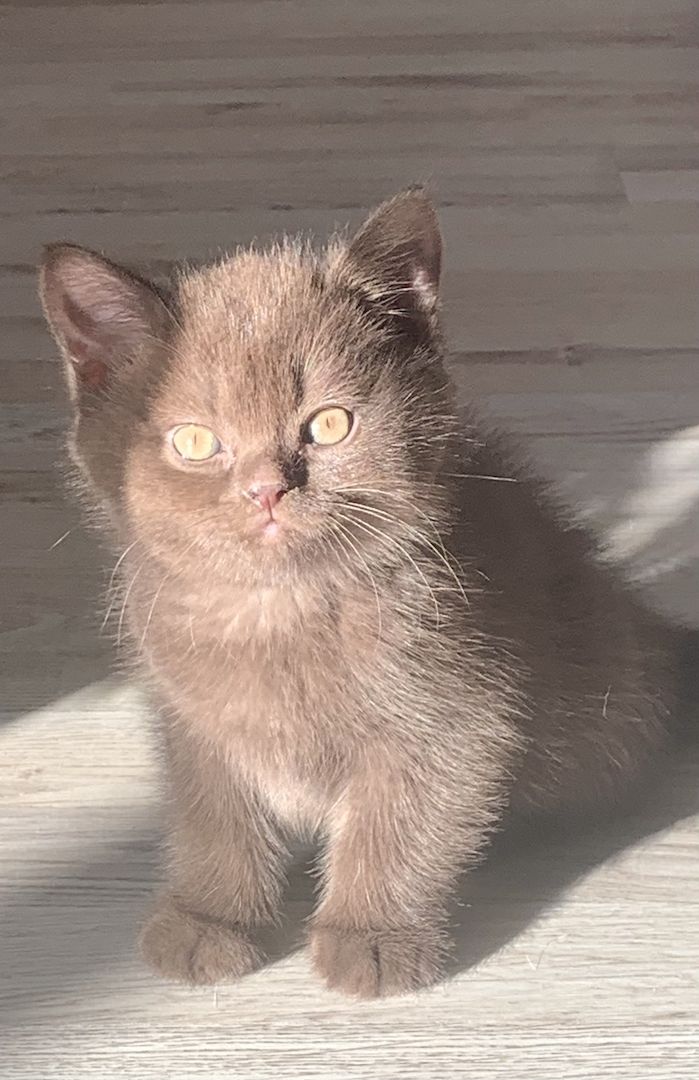 Bkh Kitten