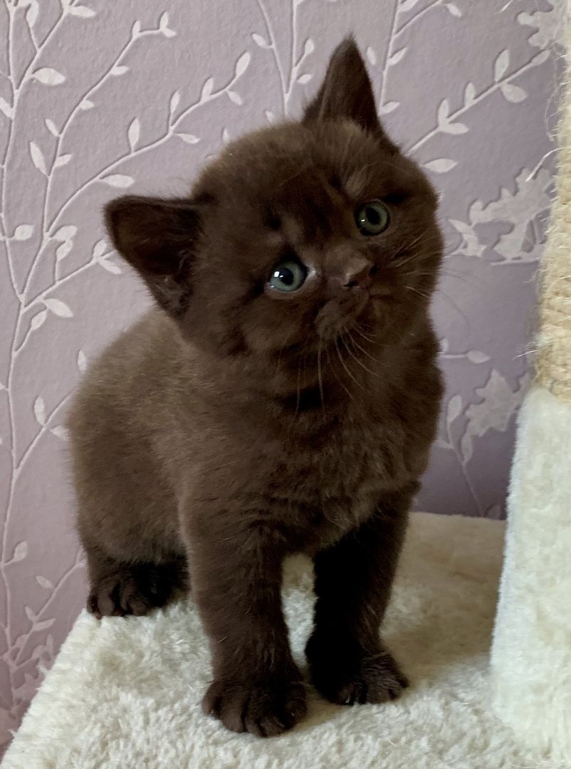 Bkh Kitten