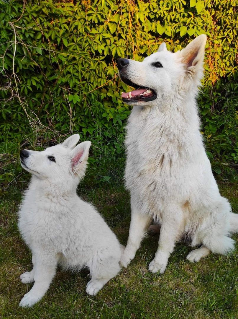 Weiße schweizer Schäferhundwelpen Weiße schweizer Schäferhundwelpen