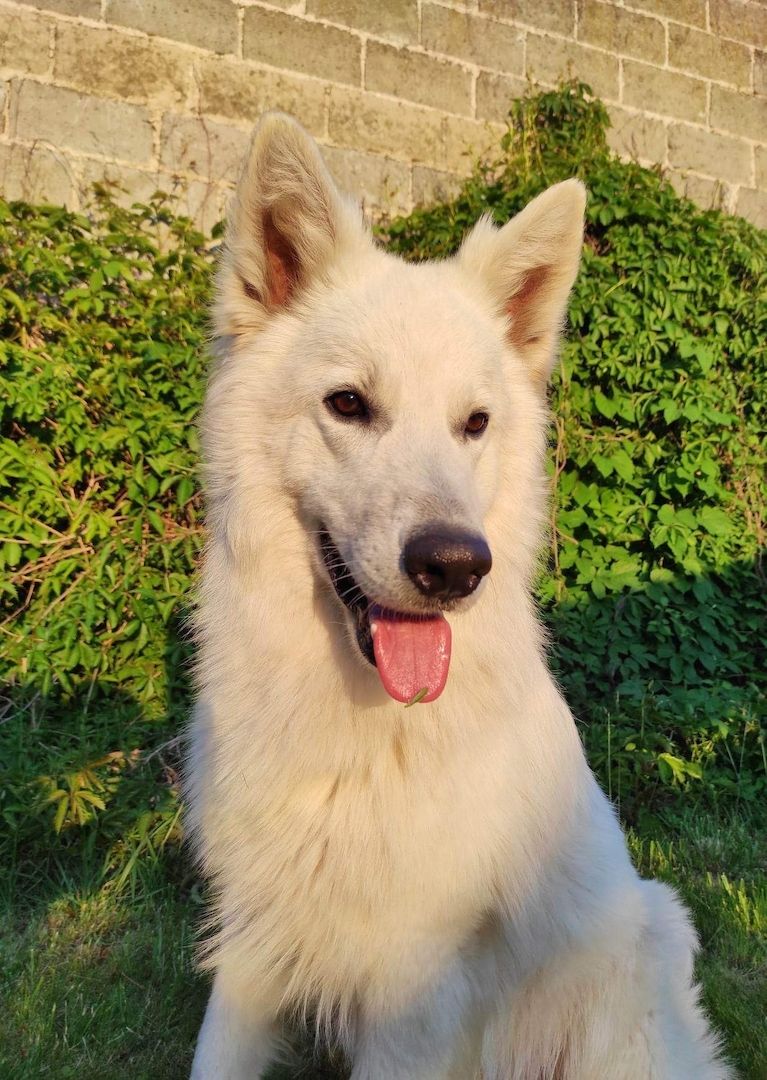 Weiße schweizer Schäferhundwelpen Weiße schweizer Schäferhundwelpen