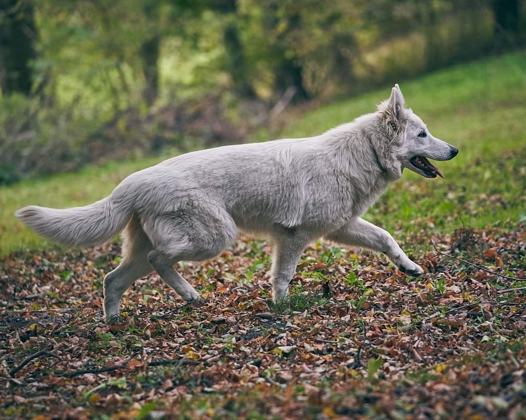 Weiße schweizer Schäferhundwelpen Weiße schweizer Schäferhundwelpen