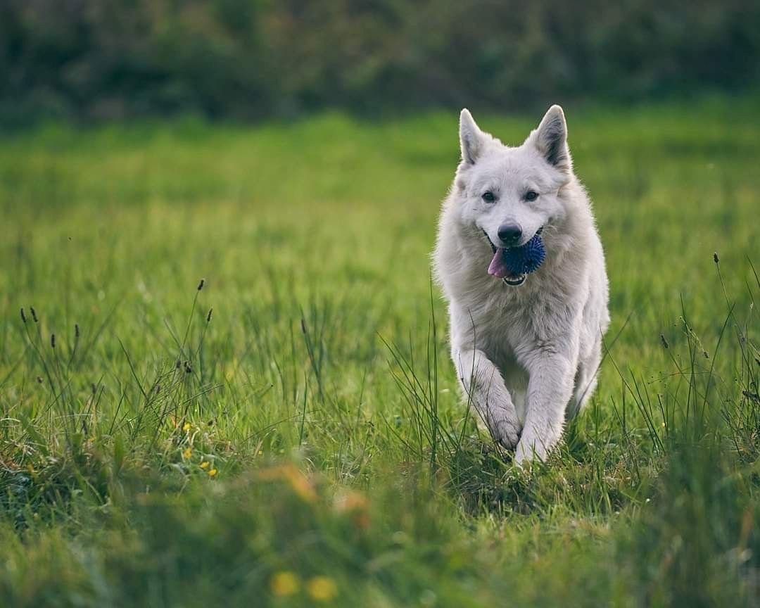 Weiße schweizer Schäferhundwelpen Weiße schweizer Schäferhundwelpen