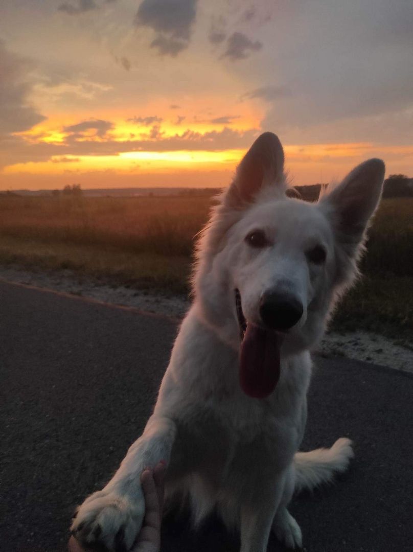 Weiße schweizer Schäferhundwelpen Weiße schweizer Schäferhundwelpen
