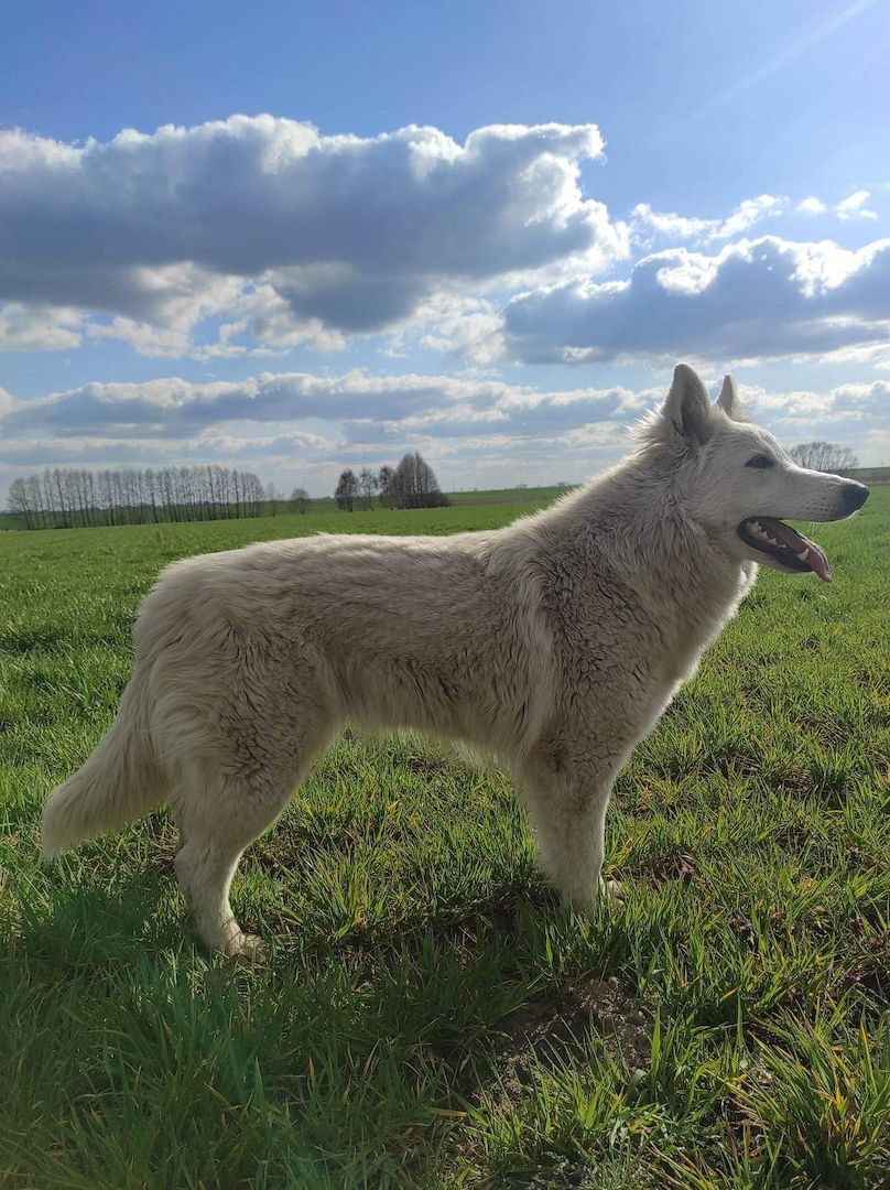 Weiße schweizer Schäferhundwelpen Weiße schweizer Schäferhundwelpen