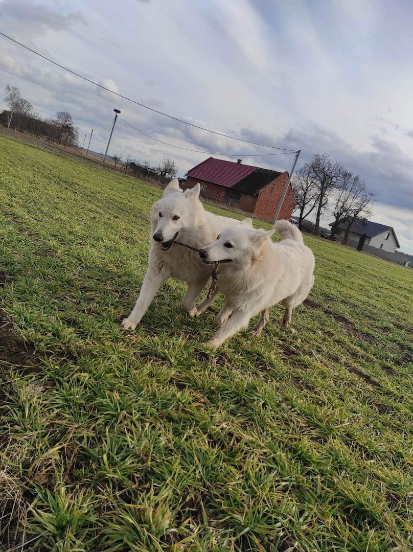 Weiße schweizer Schäferhundwelpen Weiße schweizer Schäferhundwelpen