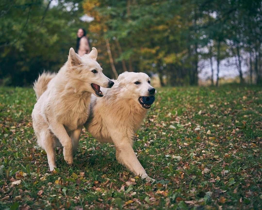 Weiße schweizer Schäferhundwelpen Weiße schweizer Schäferhundwelpen