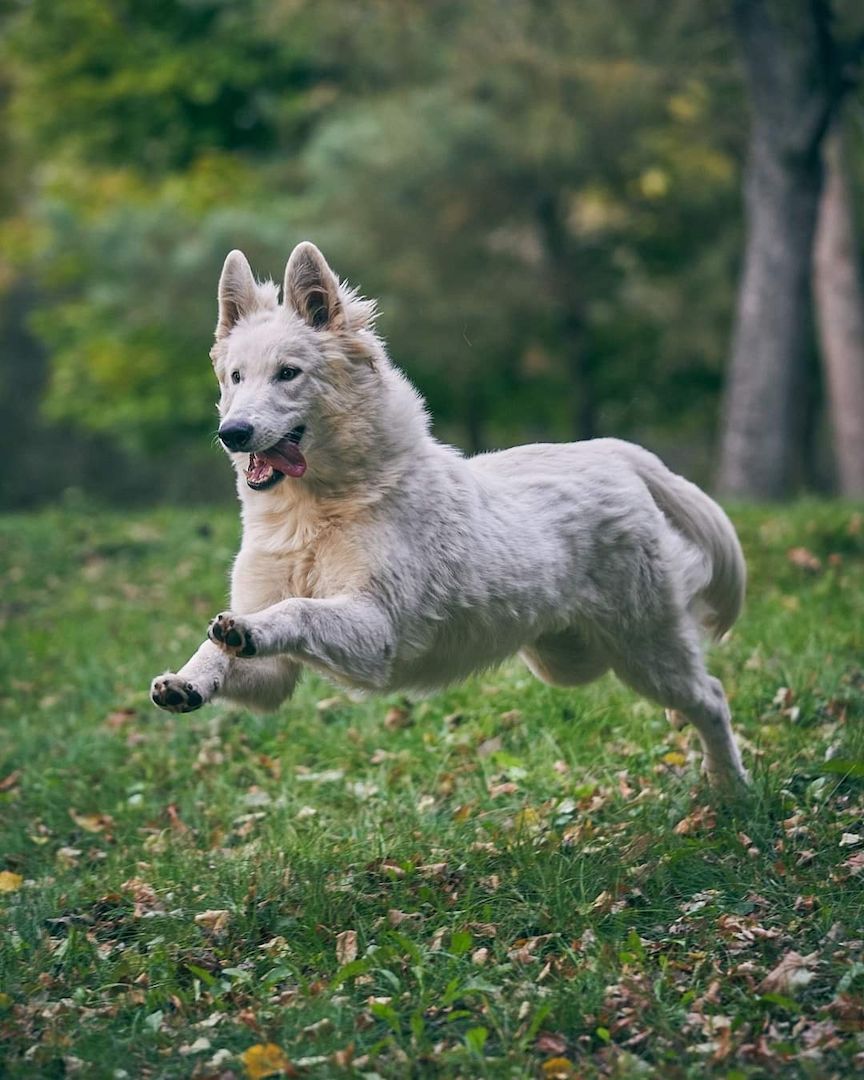 Weiße schweizer Schäferhundwelpen Weiße schweizer Schäferhundwelpen