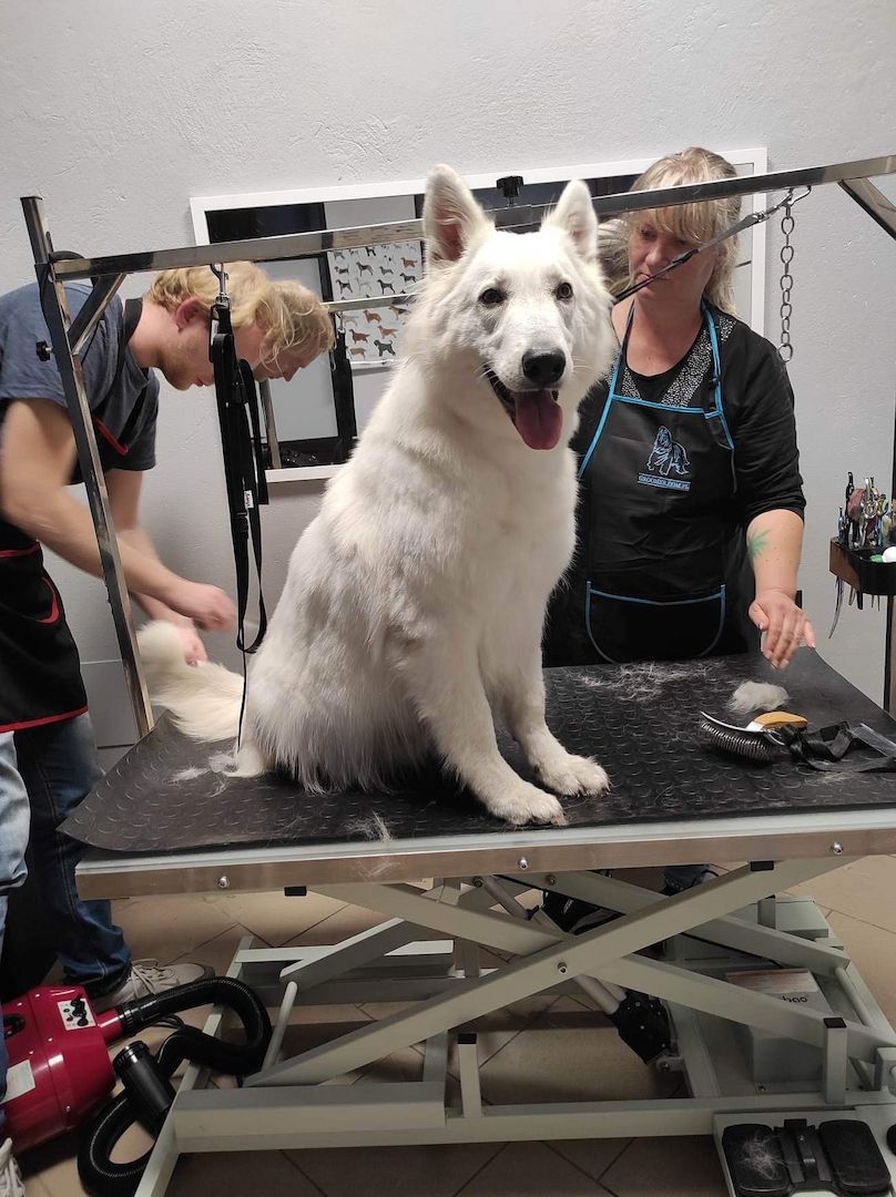 Weiße schweizer Schäferhundwelpen Weiße schweizer Schäferhundwelpen