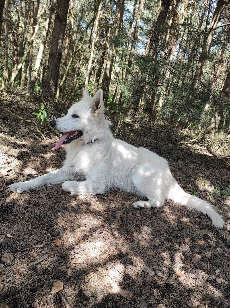 Weiße schweizer Schäferhundwelpen Weiße schweizer Schäferhundwelpen