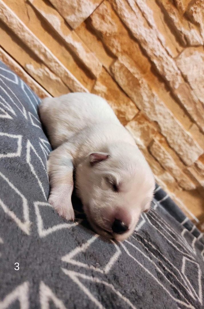 Weiße schweizer Schäferhundwelpen Weiße schweizer Schäferhundwelpen