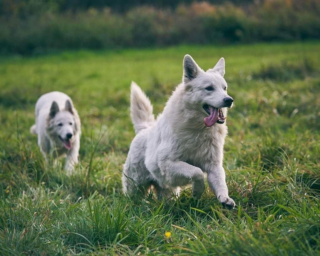 Weiße schweizer Schäferhundwelpen Weiße schweizer Schäferhundwelpen