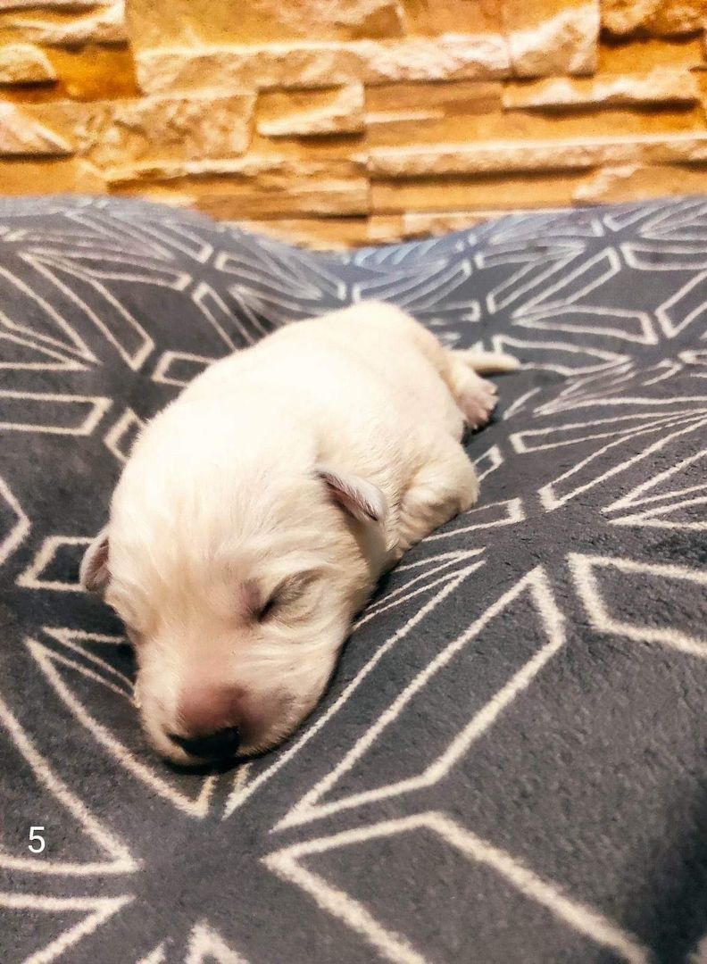 Weiße schweizer Schäferhundwelpen Weiße schweizer Schäferhundwelpen