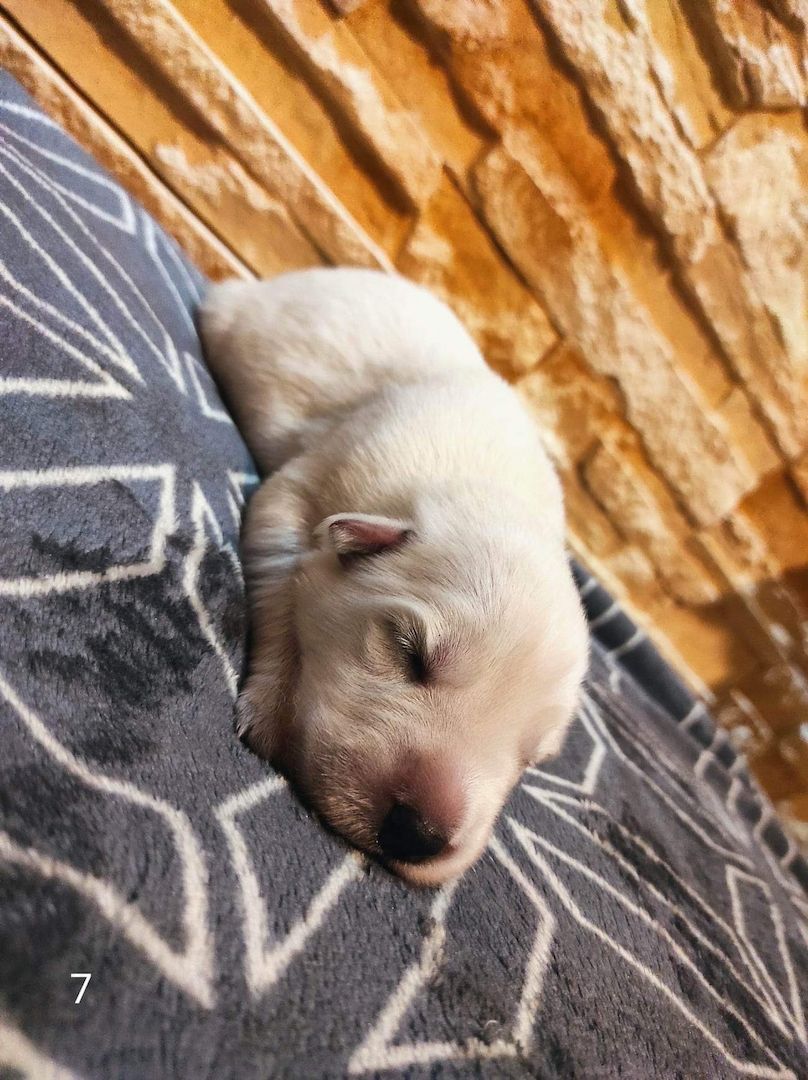 Weiße schweizer Schäferhundwelpen Weiße schweizer Schäferhundwelpen