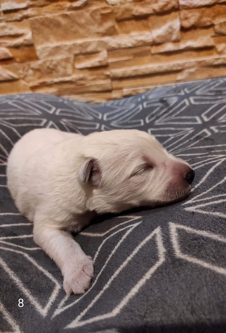 Weiße schweizer Schäferhundwelpen Weiße schweizer Schäferhundwelpen