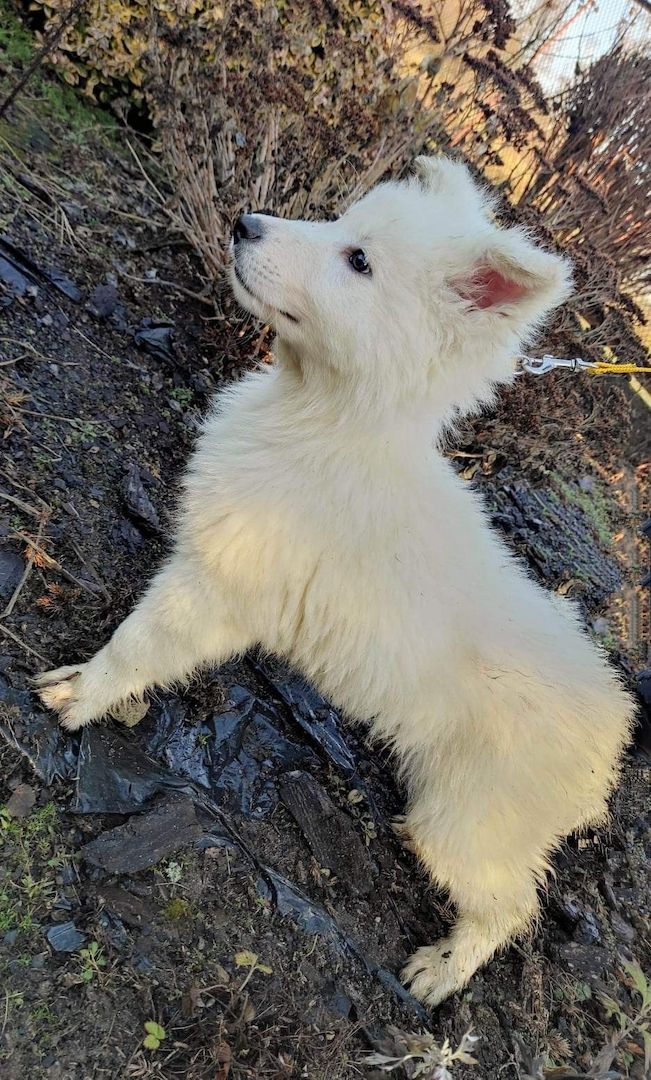 Weiße schweizer Schäferhundwelpen Weiße schweizer Schäferhundwelpen