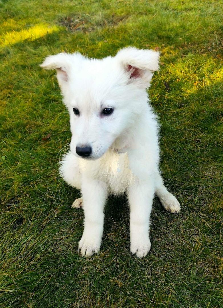 Weiße schweizer Schäferhundwelpen Weiße schweizer Schäferhundwelpen