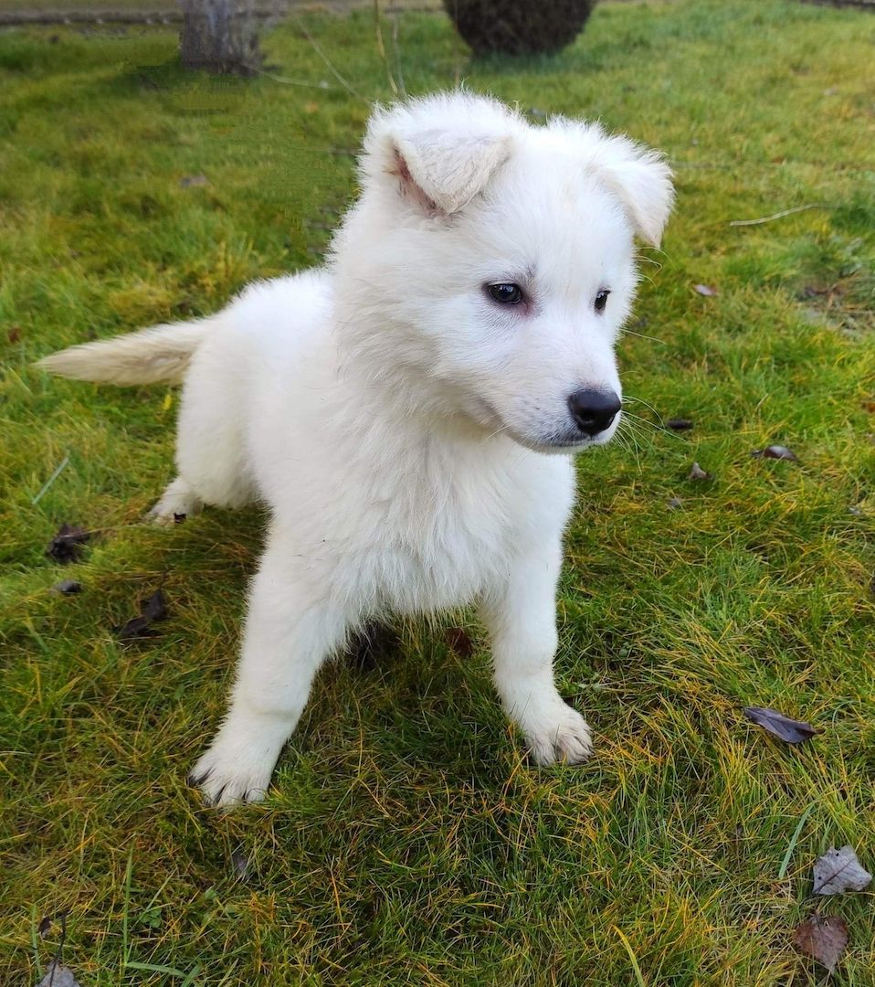 Weiße schweizer Schäferhundwelpen Weiße schweizer Schäferhundwelpen