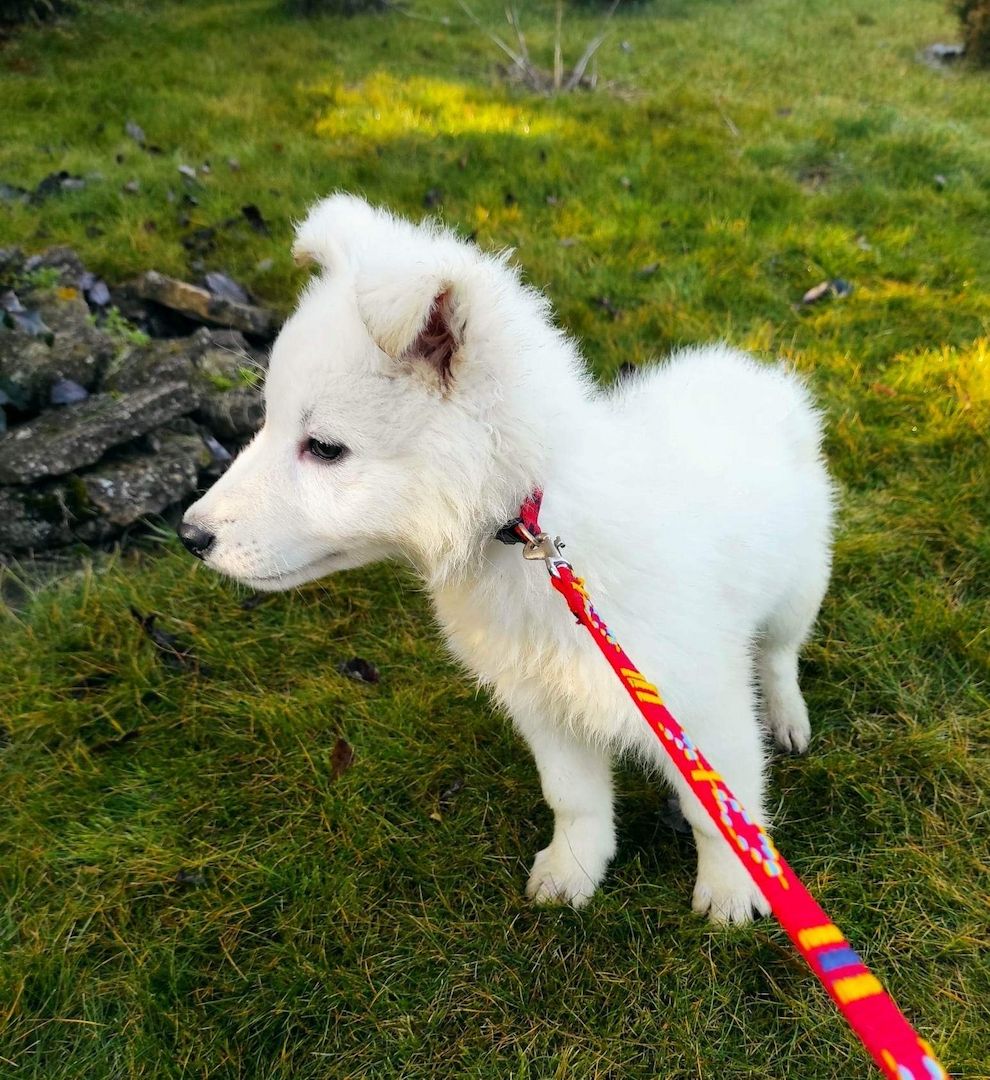 Weiße schweizer Schäferhundwelpen Weiße schweizer Schäferhundwelpen