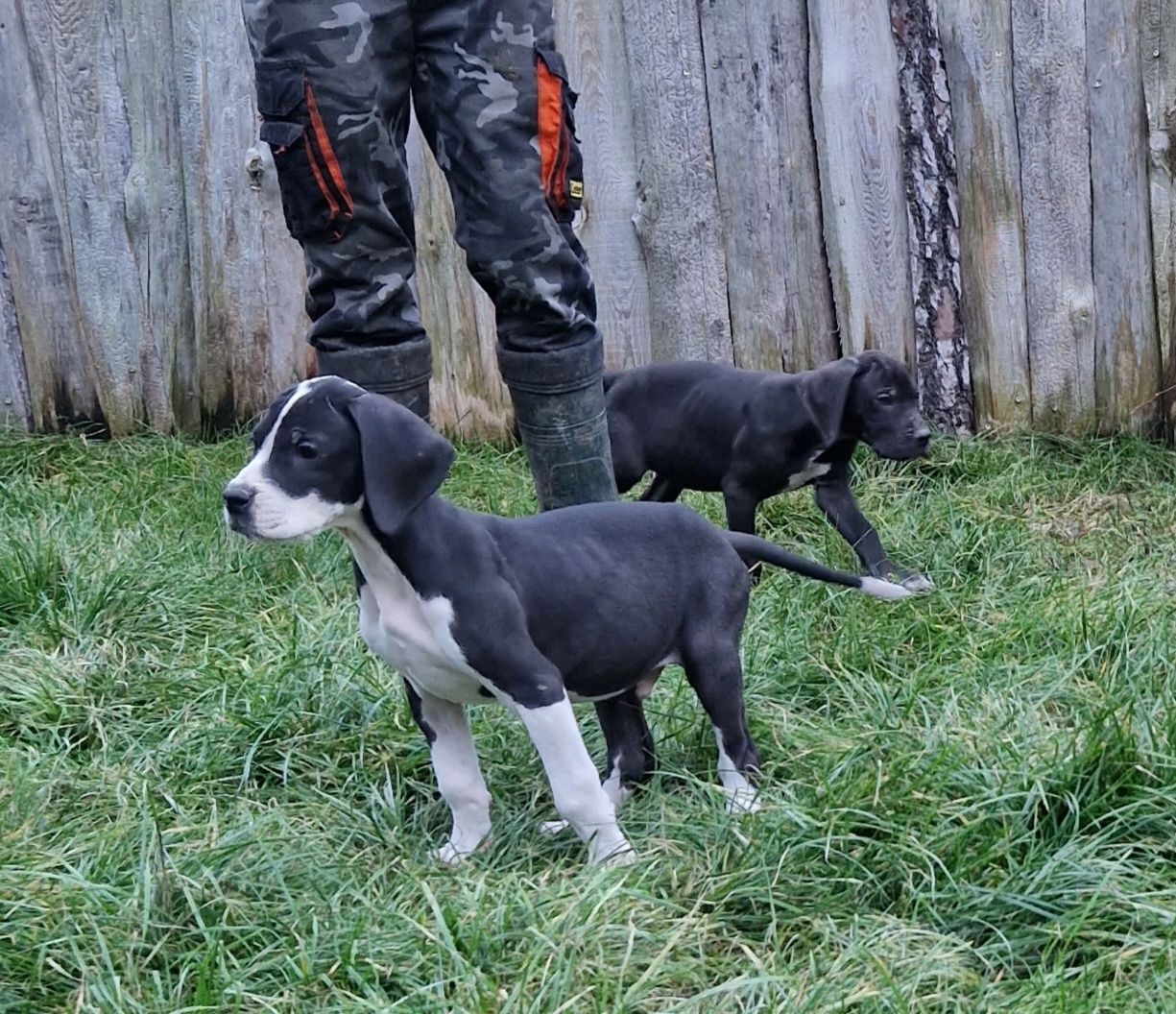 Deutsche Dogge Welpen