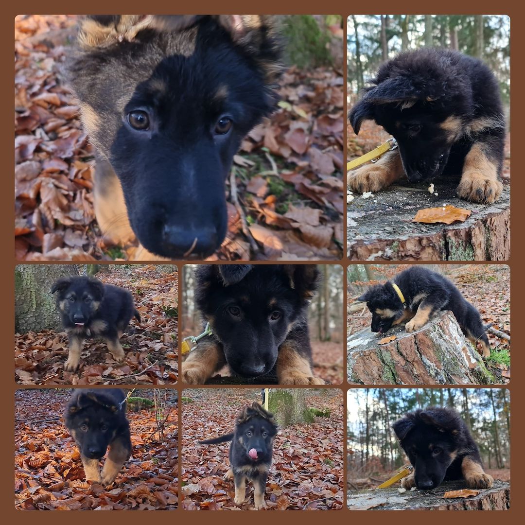 Altdeutscher Schäferhund Welpe