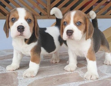 Wunderschöne Beagle-Welpen zur Adoption frei