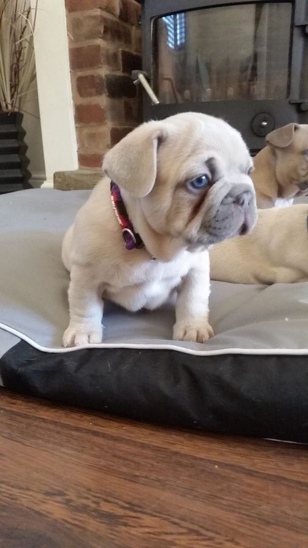 Französische Bulldoggen