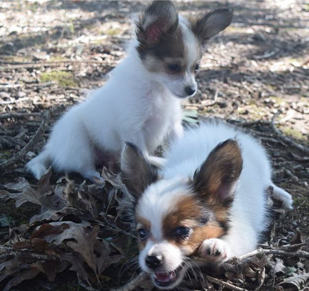 Erstaunliche Papillon-Welpen