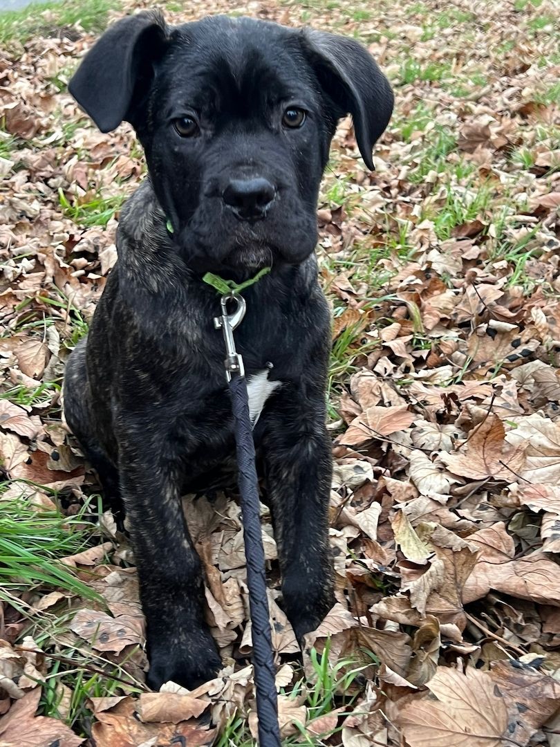 Cane Corso Welpen