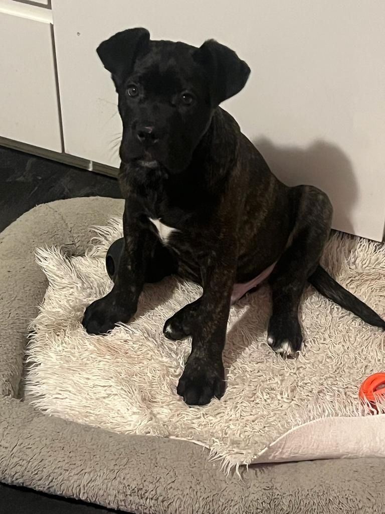 Cane Corso Welpen